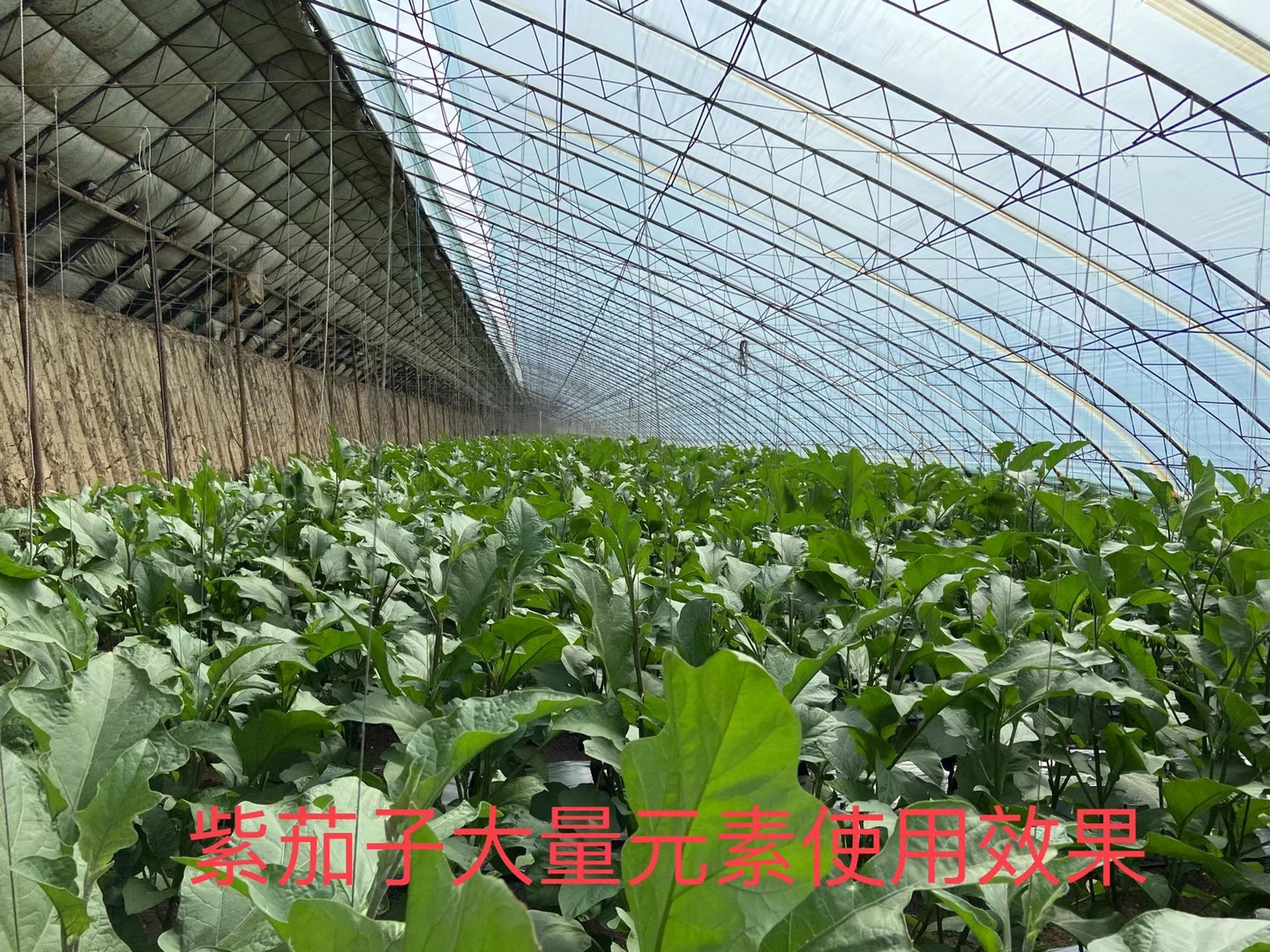 立杉水溶肥的效果怎么樣？看看在茄子上效果反饋